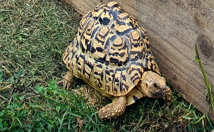 Tortoise reptiles - Advert 6