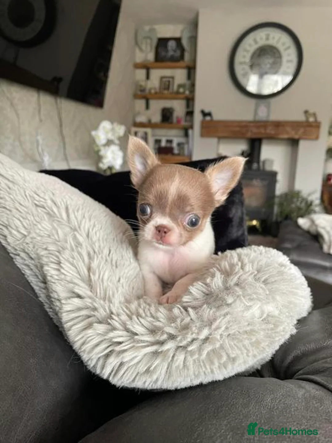 Chihuahua dogs for stud: Proven Stud  in Tamworth - Advert 15