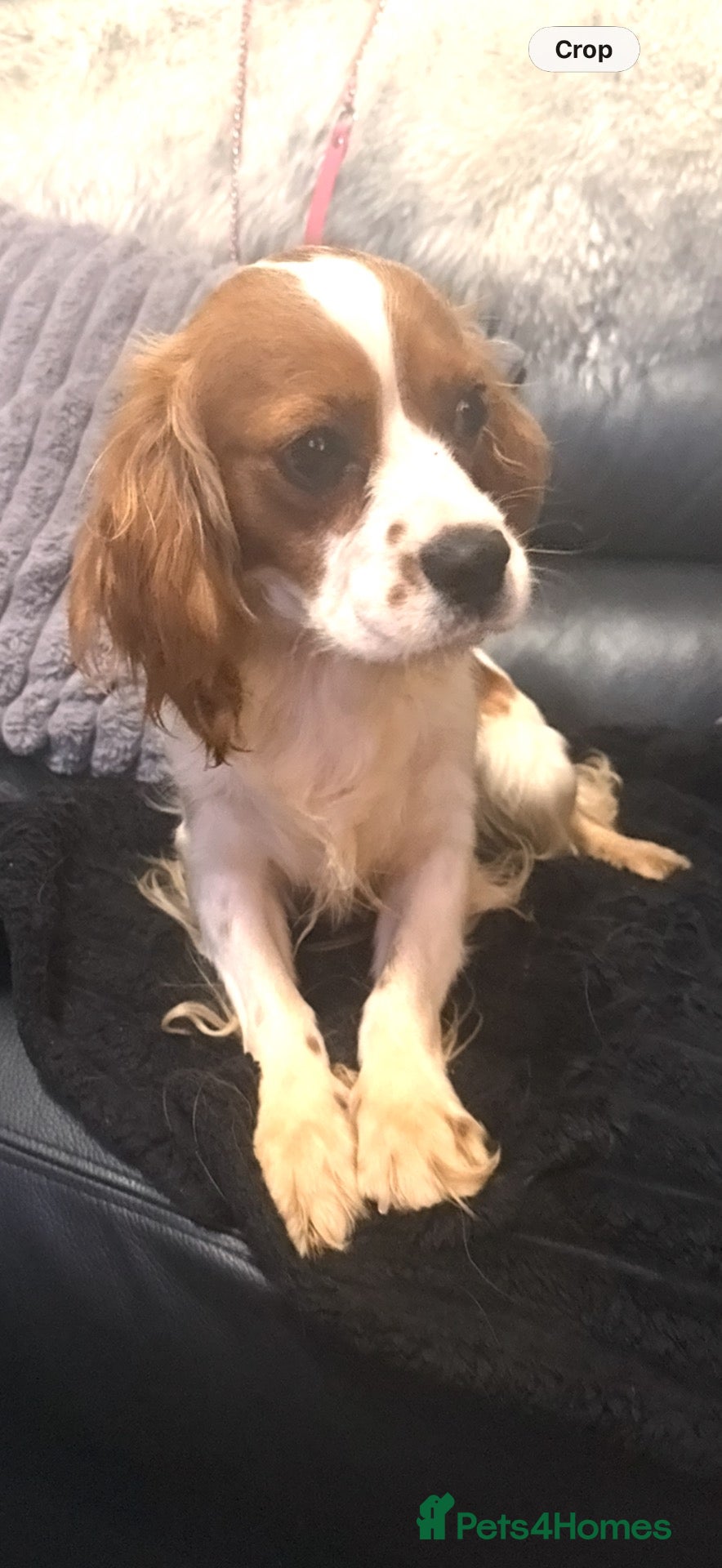 Cavalier King Charles Spaniel dogs Kc dna clear cavalier adult  - Advert 2