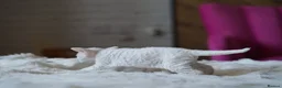 Devon Rex cats for sale: ❤️ Pure Line Devon Rex Kittens Available ❤️ - Advert 36