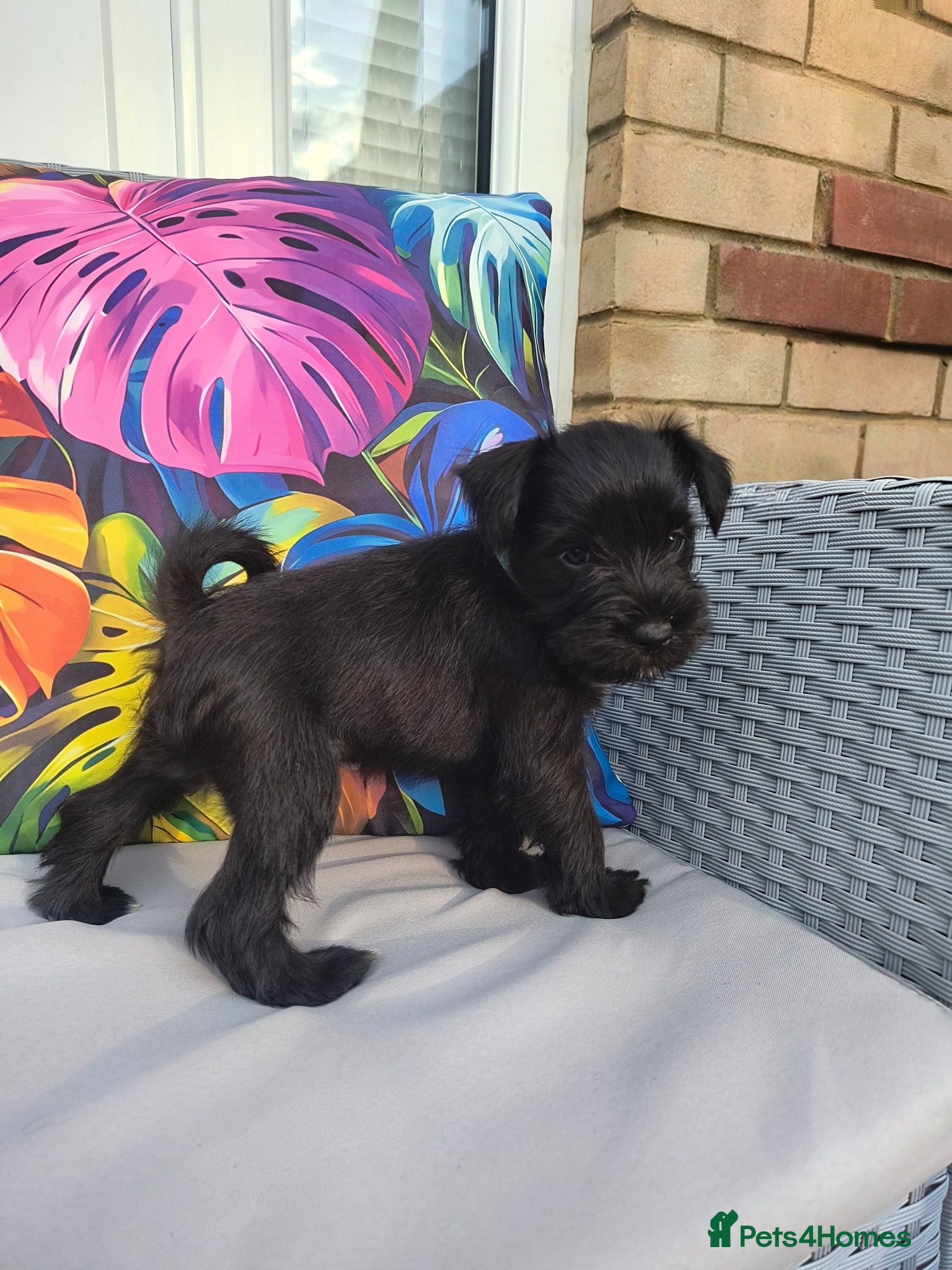 Miniature Schnauzer dogs Beautiful Black Miniature Schnauzer Puppies - Advert 6