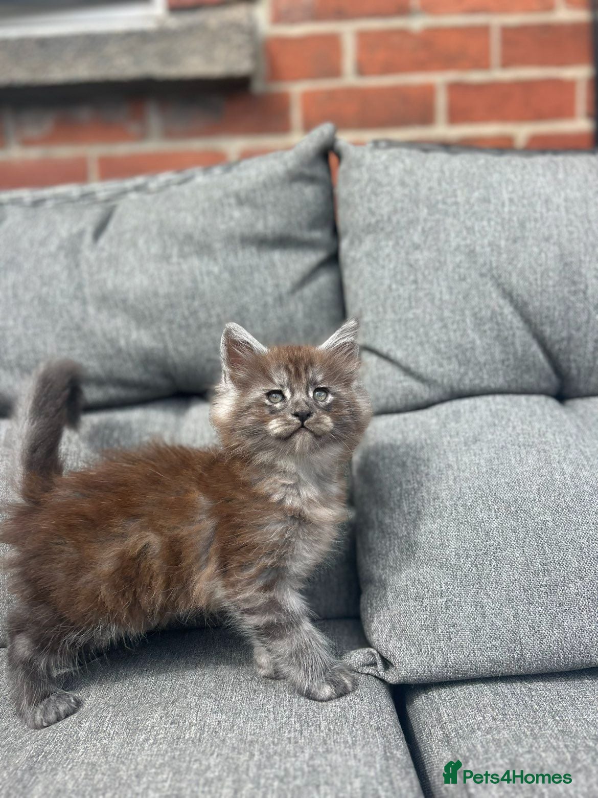 Maine Coon cats Male Maine coon  - Advert 5