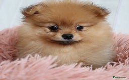 Pomeranian dogs for sale: Purebred Pomeranian Pups Raised with Love in LDN - Image 16