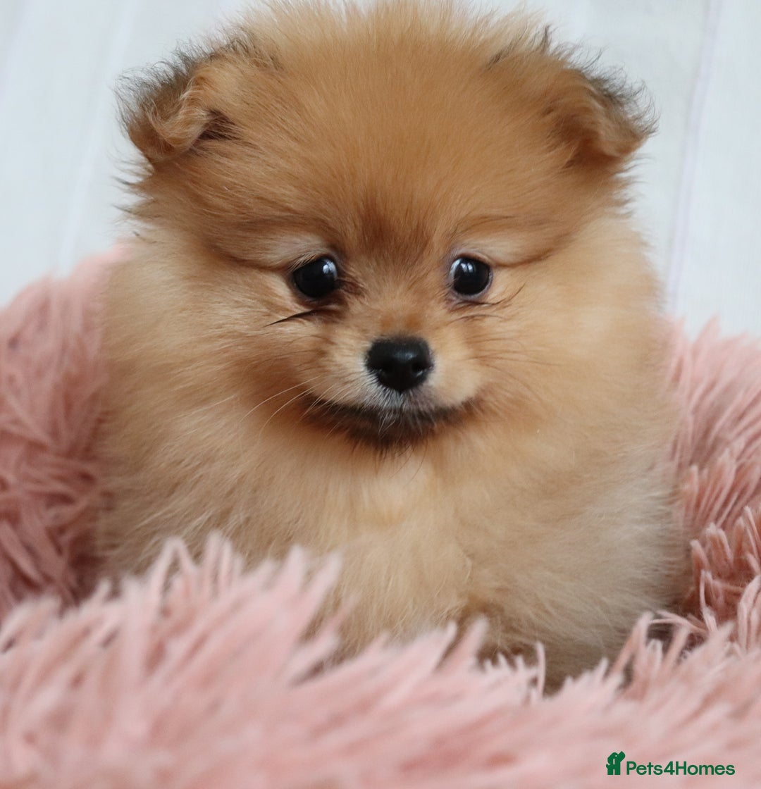 Pomeranian dogs for sale: Purebred Pomeranian Pups Raised with Love in LDN - Image 16