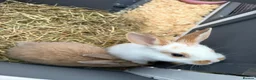 Mixed Breed rabbits for sale: Two rabbits for sale male / female  in Durham - Advert 5