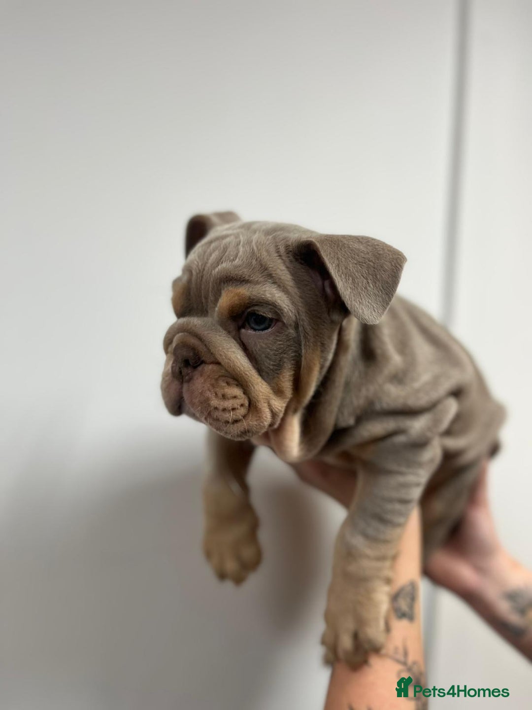 English Bulldog dogs for sale: 6 TOP QUALITY ENGLISH BULLDOG PUPPIES  - Advert 13