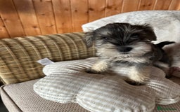 Miniature Schnauzer dogs for sale: Ready Now! miniature schnauzer puppies  - Image 8