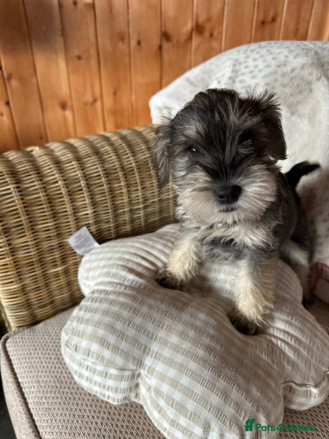 Miniature Schnauzer dogs for sale: Ready Now! miniature schnauzer puppies  - Image 8