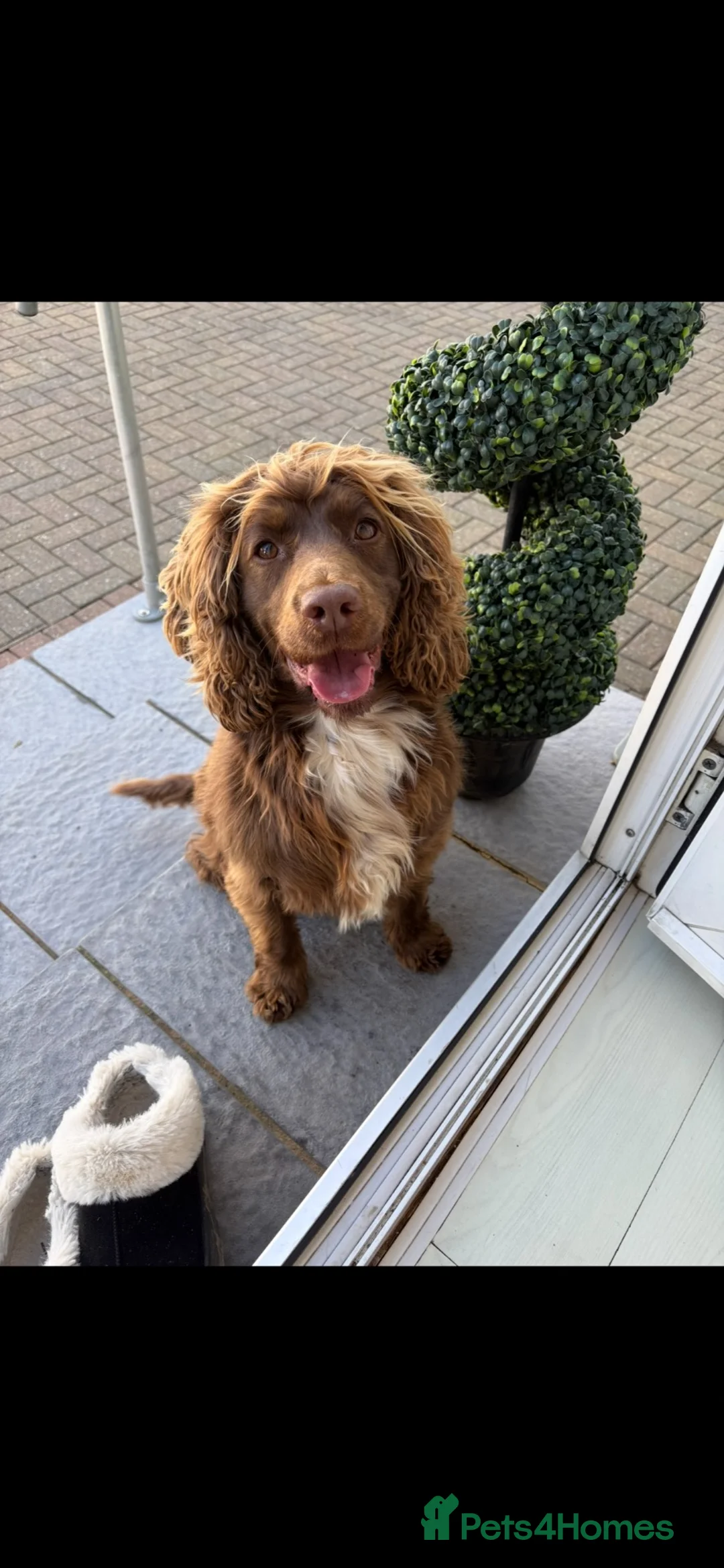 Cockapoo dogs for sale: 6 beautiful cockapoos for sale  - Advert 1
