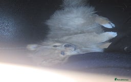Pomchi dogs for sale: Puppy's 1&2 - Image 14