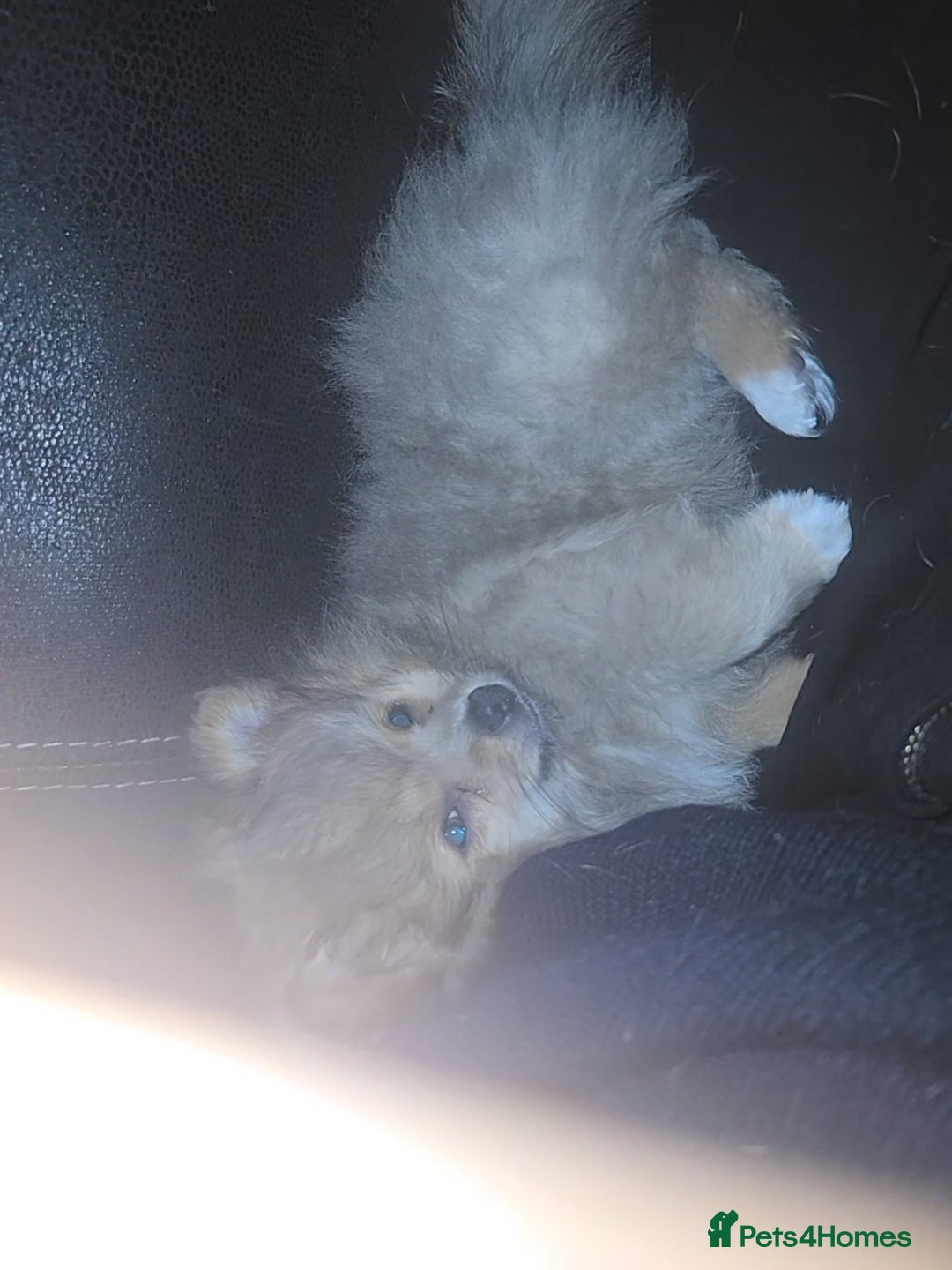 Pomchi dogs for sale: Puppy's 1&2 - Image 14