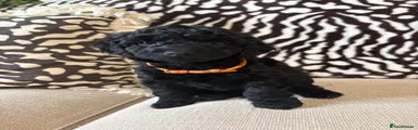 Mixed Breed Puppy 7