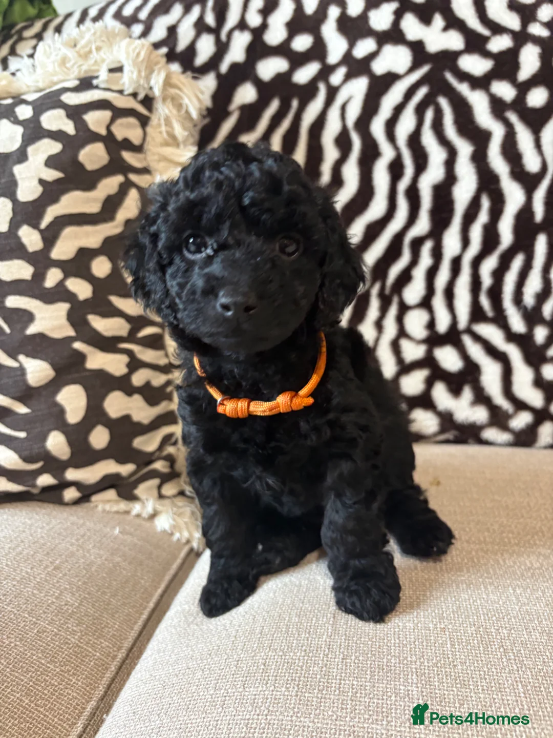 Mixed Breed dogs for sale: Double doodles  - Advert 2