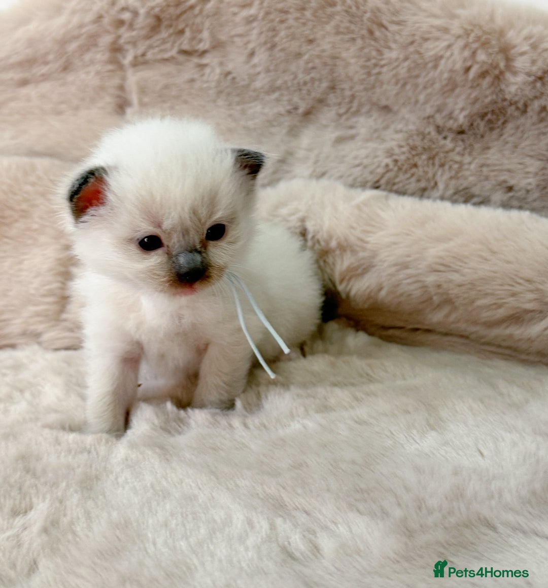 Ragdoll cats for sale: ✨ 4 Gorgeous Ragdoll Kittens ✨ - Advert 4