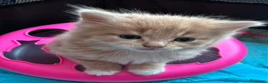 Simba
