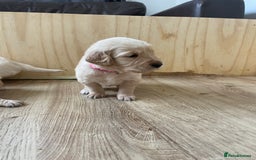 Golden Retriever dogs for sale: Golden Retriever Puppies for Sale - Image 15