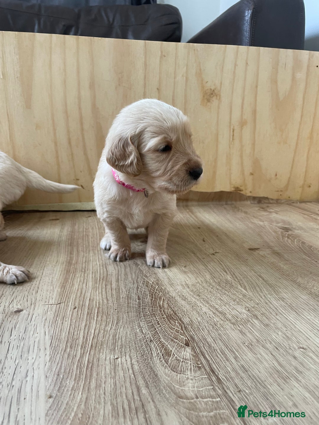 Golden Retriever dogs for sale: Golden Retriever Puppies for Sale - Image 15