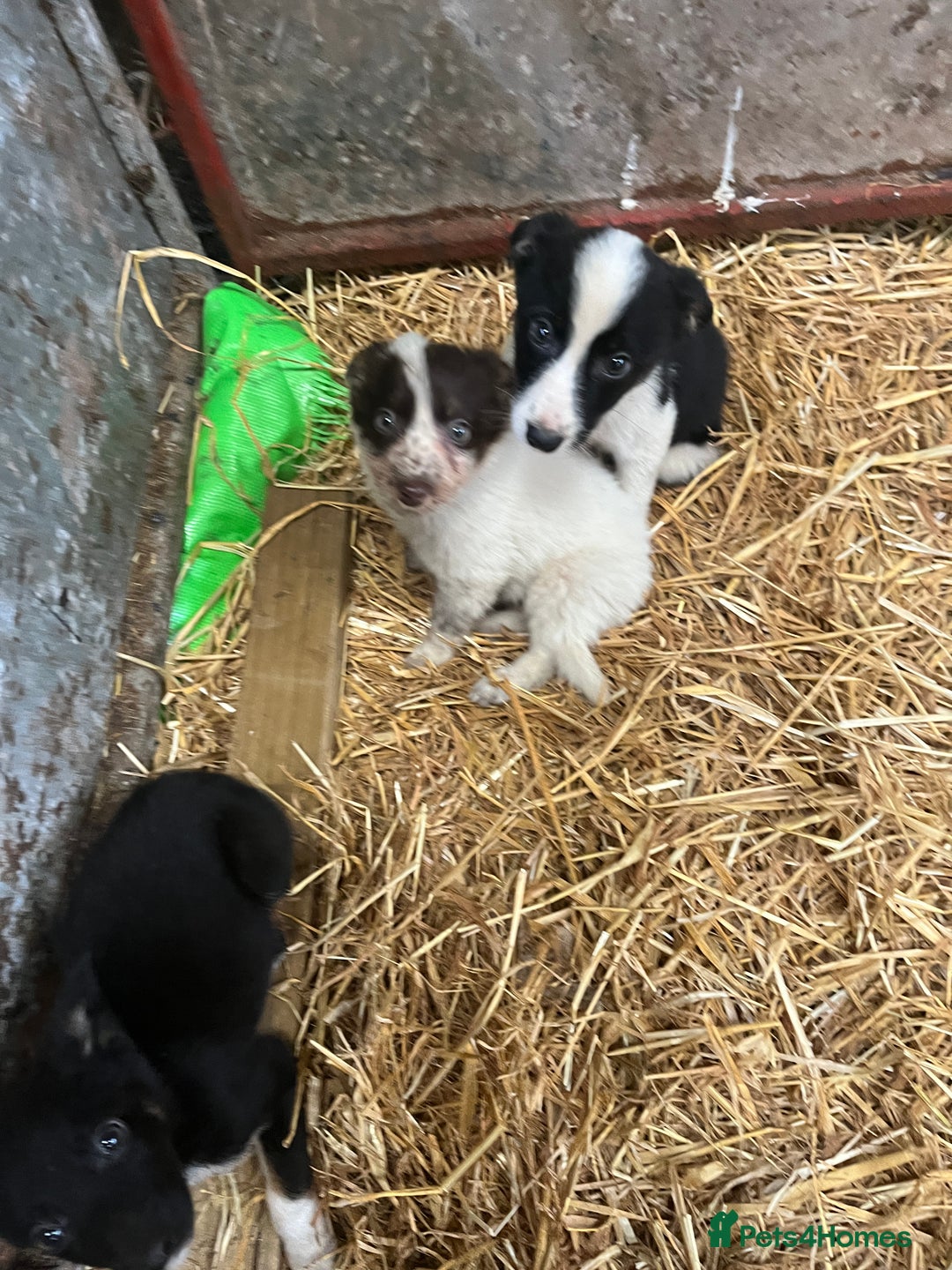 Border Collie dogs for sale: 5beautiful border collie puppies - Image 7