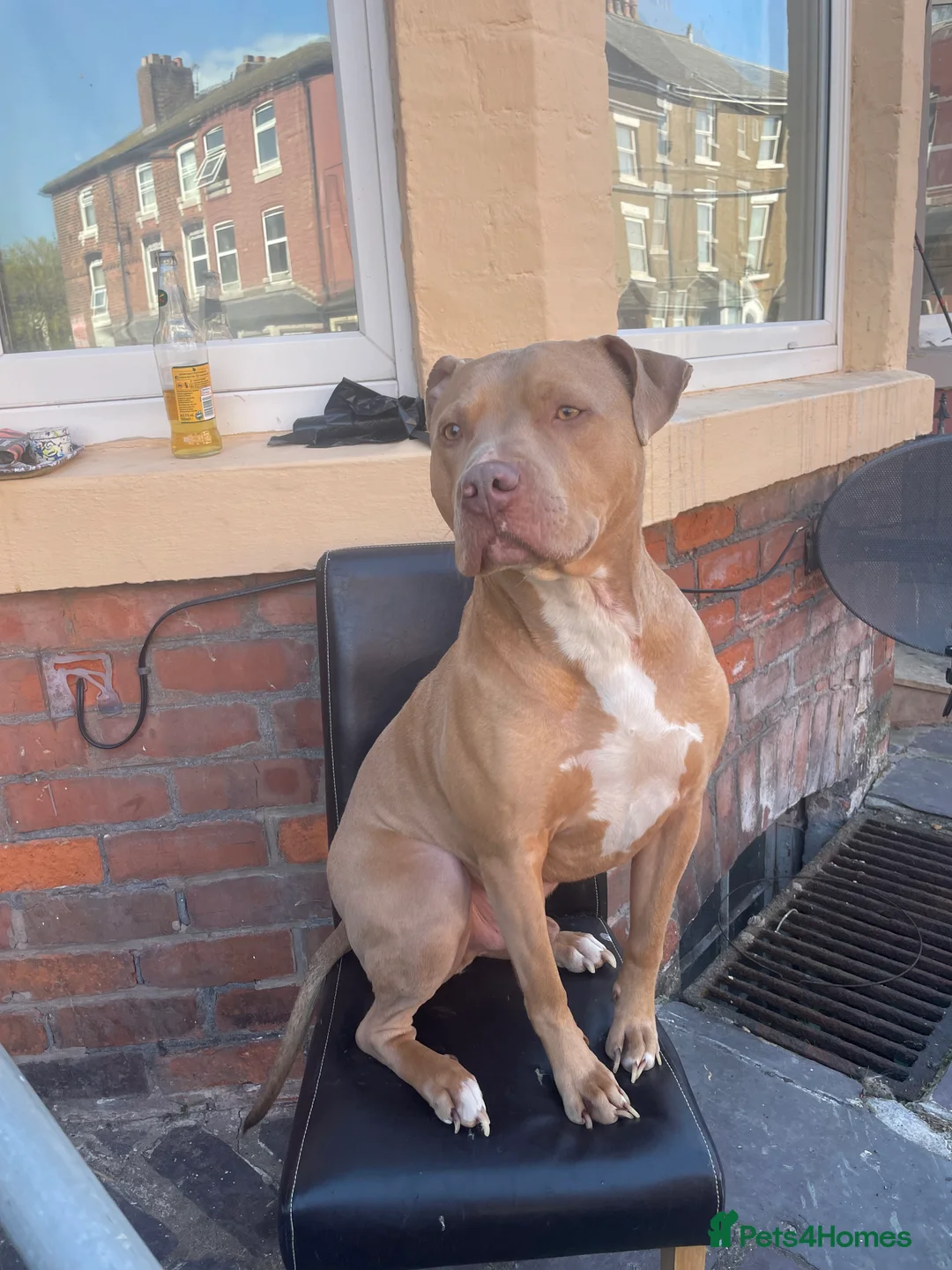 Mixed Breed dogs for sale: Staffy cross - Advert 4