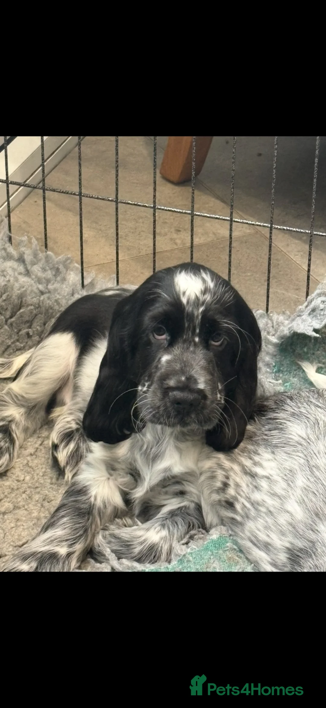 Cocker Spaniel dogs for sale: Extensively health tested show cocker spaniel pups - Advert 1