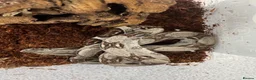 Boa Snake reptiles for sale: Common boas for sale  in Birmingham - Advert 3