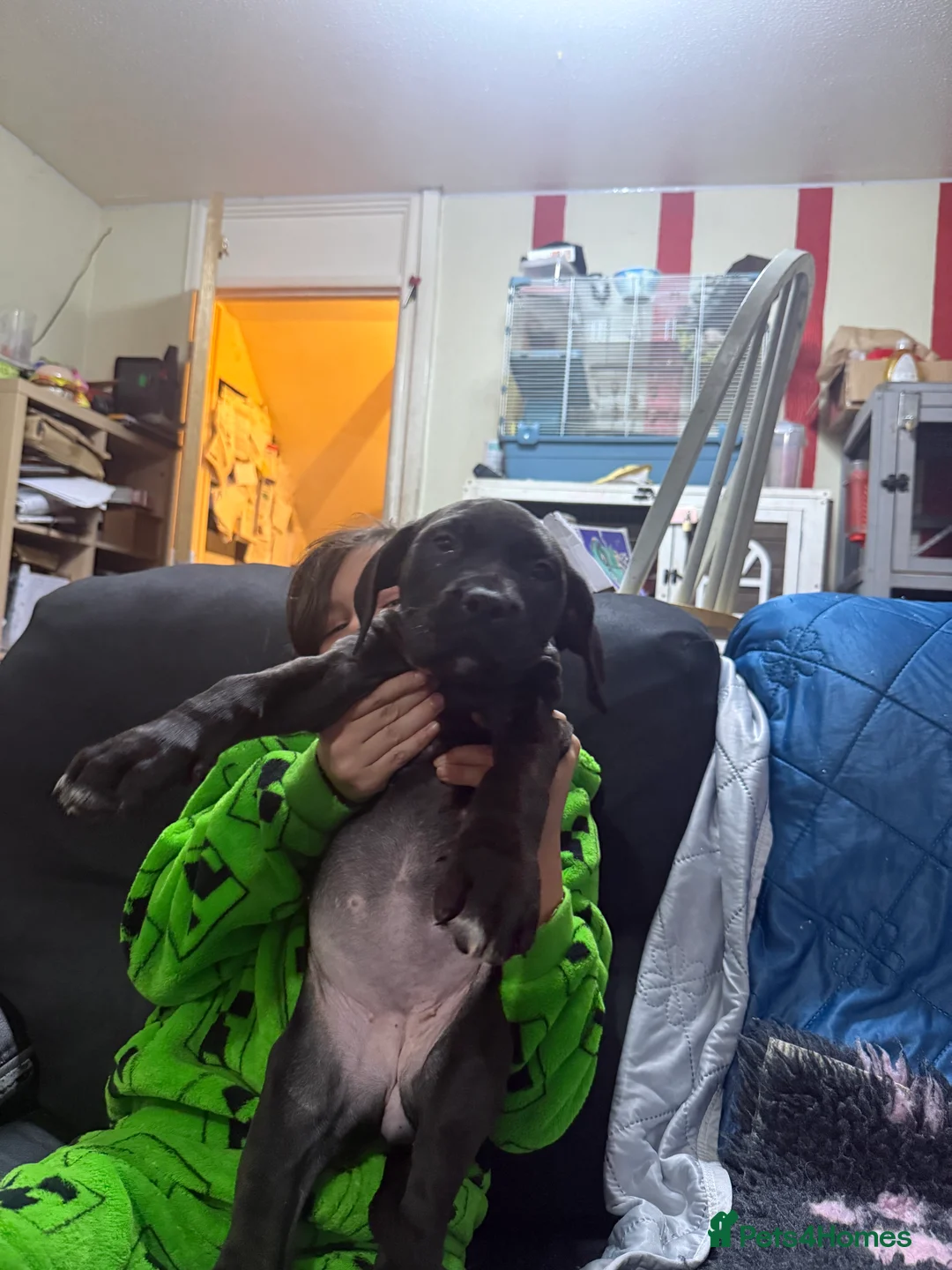 Mixed Breed dogs for sale: Cane corso cross puppies - Advert 13