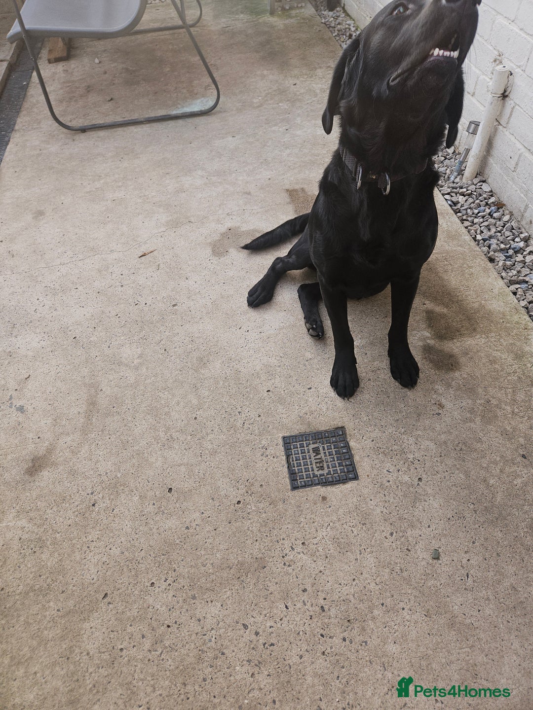 Labrador Retriever dogs for sale: Bruce  - Advert 3