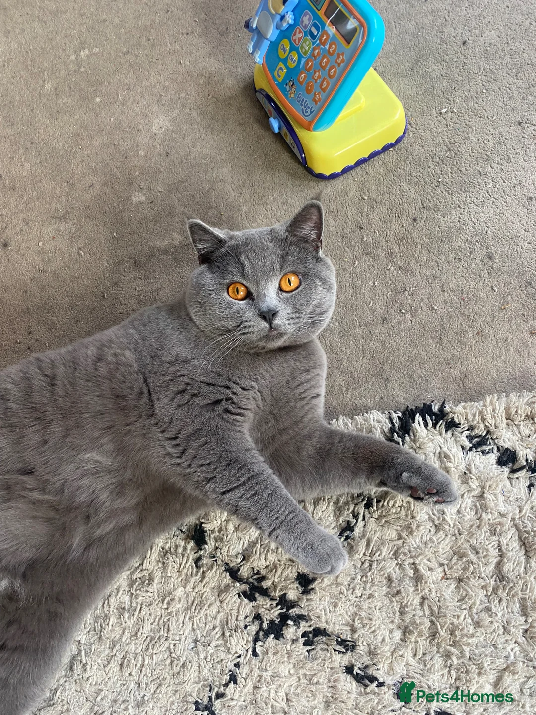 British Shorthair cats for sale: 14 month old British shorthair Walter for sale  - Advert 1