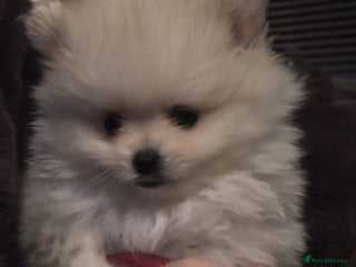 Pomeranian dogs Beautiful KC reg Teddy Bear Pomeranians - Advert 6