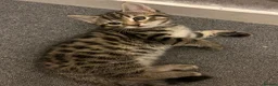 Bengal cats for sale: 4 beautiful half bengal kittens  - Advert 3