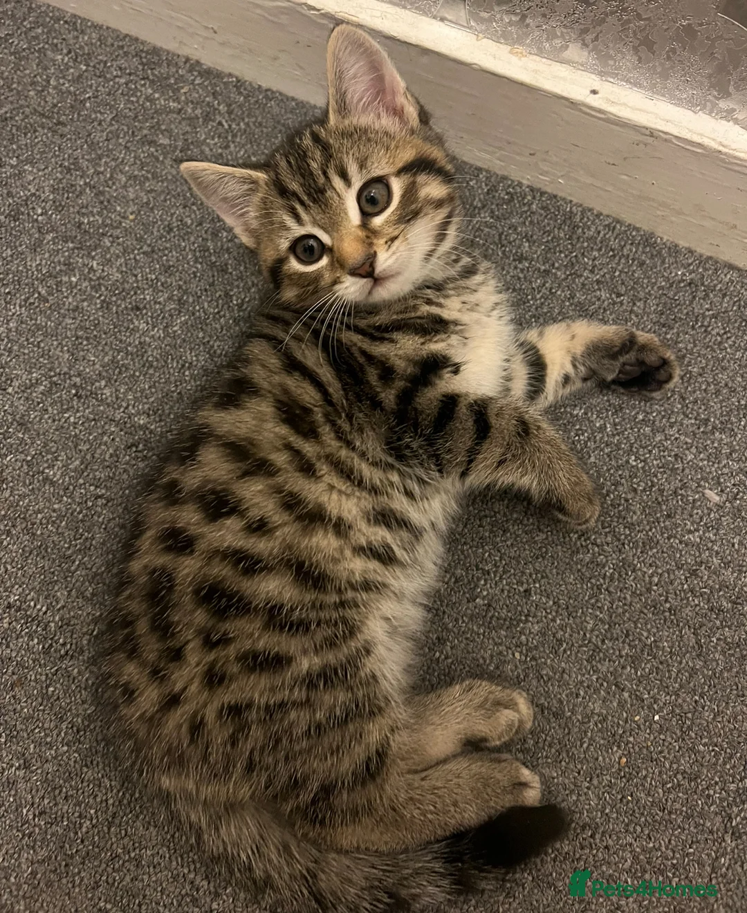 Bengal cats for sale: 4 beautiful half bengal kittens  - Advert 3