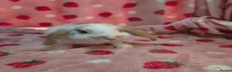 Mini Lop rabbits for sale: VERY TAME Mini lop baby bunnies ready to leave now - Advert 6