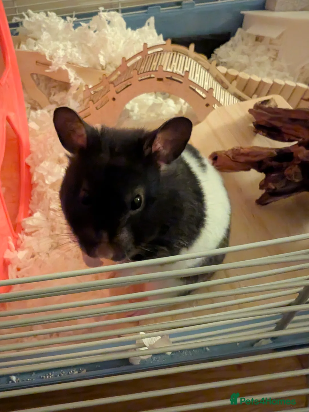 Hamster rodents for sale: Syrian hamster female  - Advert 1