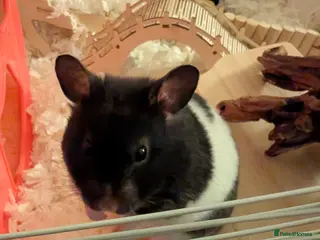 Hamster rodents Syrian hamster female - Advert 1