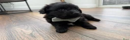 Cockapoo dogs for sale: Are beautiful toy cockapoo boy puppy  in Shepperton - Advert 5