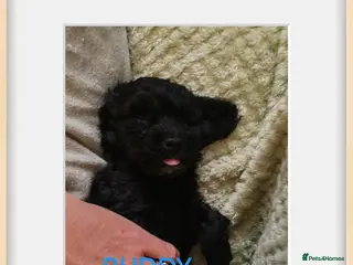 Cavapoo dogs Beautiful Cavapoos - Advert 2