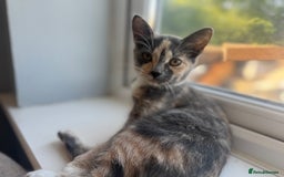 Domestic Shorthair cats for sale: 2 female cats  - Image 6