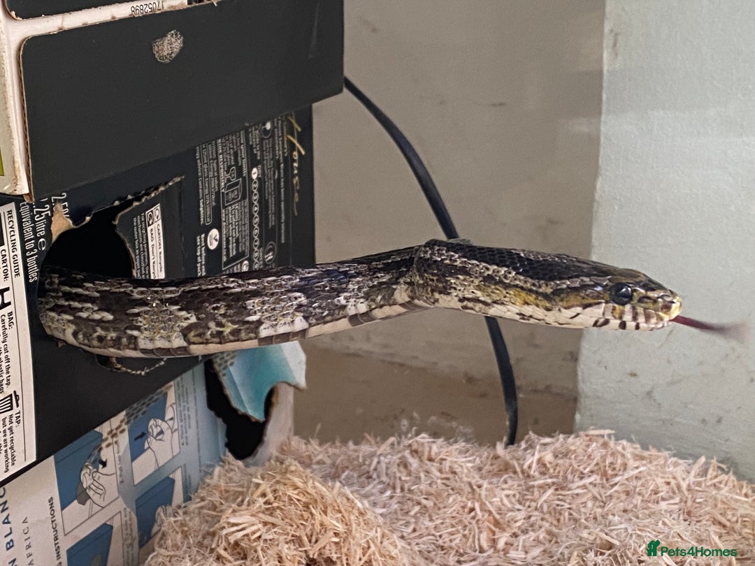 Dragon reptiles for sale: Charcoal female corn snake needs new home - Advert 3