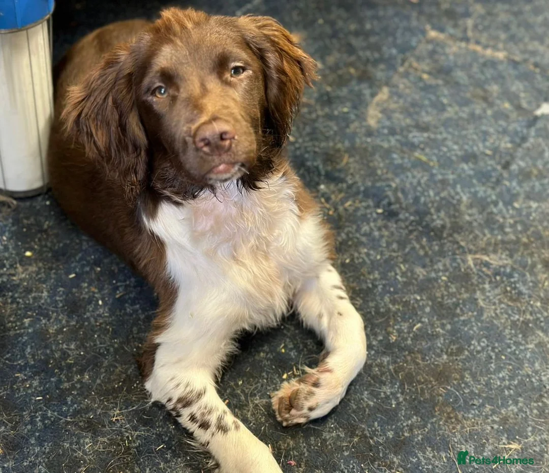 English Springer Spaniel dogs for stud: English Springer Spaniel Stud  in Derby - Advert 35