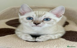 Bengal cats for sale: TICA registered bengal kittens - Image 2