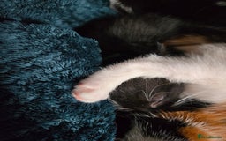 Mixed Breed cats for sale: Gorgeous kittens looking for forever home - Image 2