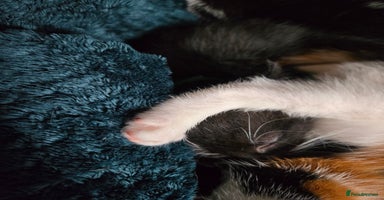 Mixed Breed cats - Advert 3
