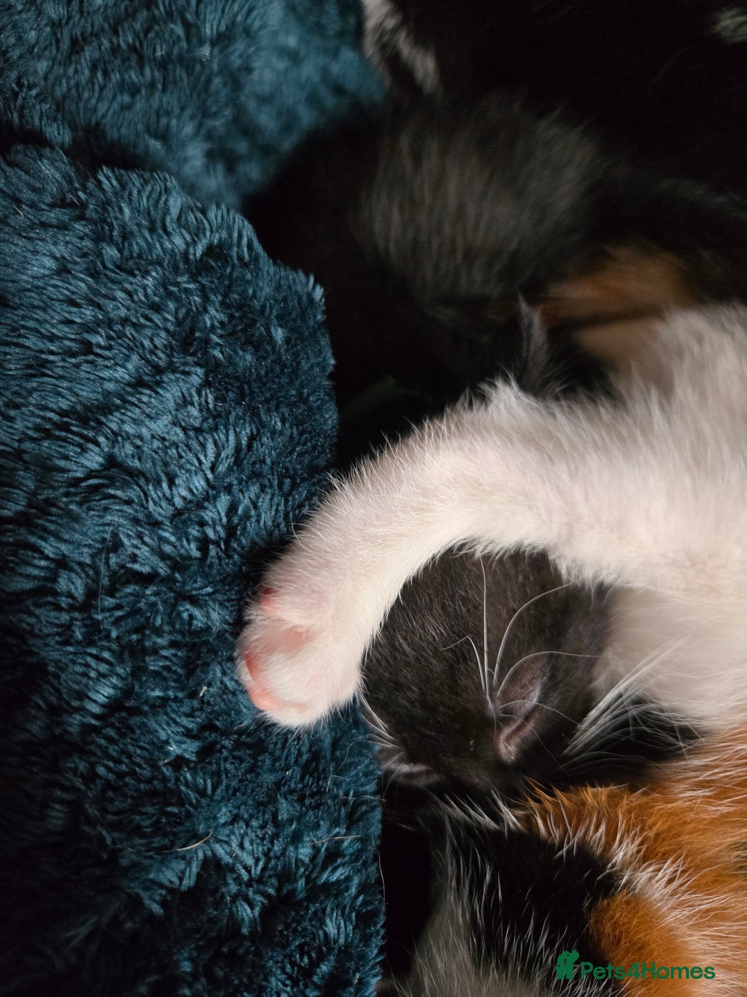 Mixed Breed cats for sale: Gorgeous kittens looking for forever home - Image 2