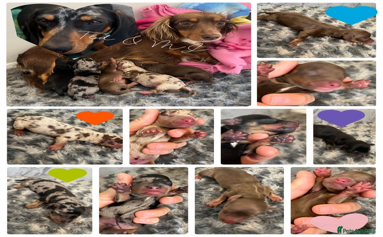 Miniature Dachshund dogs - Advert 2