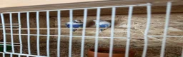 Budgerigars birds for sale: Young budgies & breeding pairs  - Advert 3