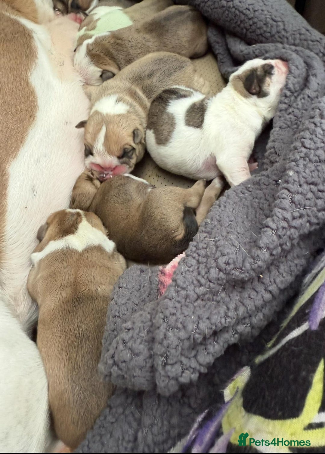 English Bulldog dogs for sale: 9 registered new age bulldogs (1 FEMALE REMAINING) - Advert 12