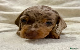 Miniature Dachshund dogs for sale: Mini Dachshund KC Reg -  ONLY 3 MALE PUPS LEFT!  - Advert 6