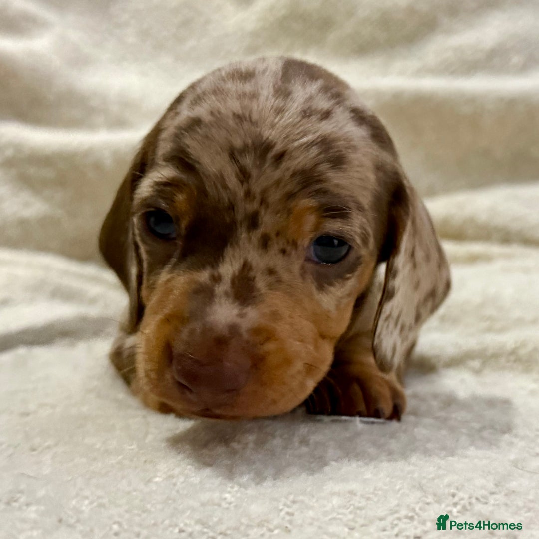Miniature Dachshund dogs for sale: Mini Dachshund KC Reg -  ONLY 3 MALE PUPS LEFT!  - Advert 6