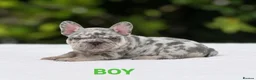 French Bulldog dogs for sale: 🌟FRENCH BULLDOG PUPPIES🌟 - Advert 7