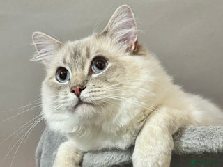 Ragdoll cats - Advert 12